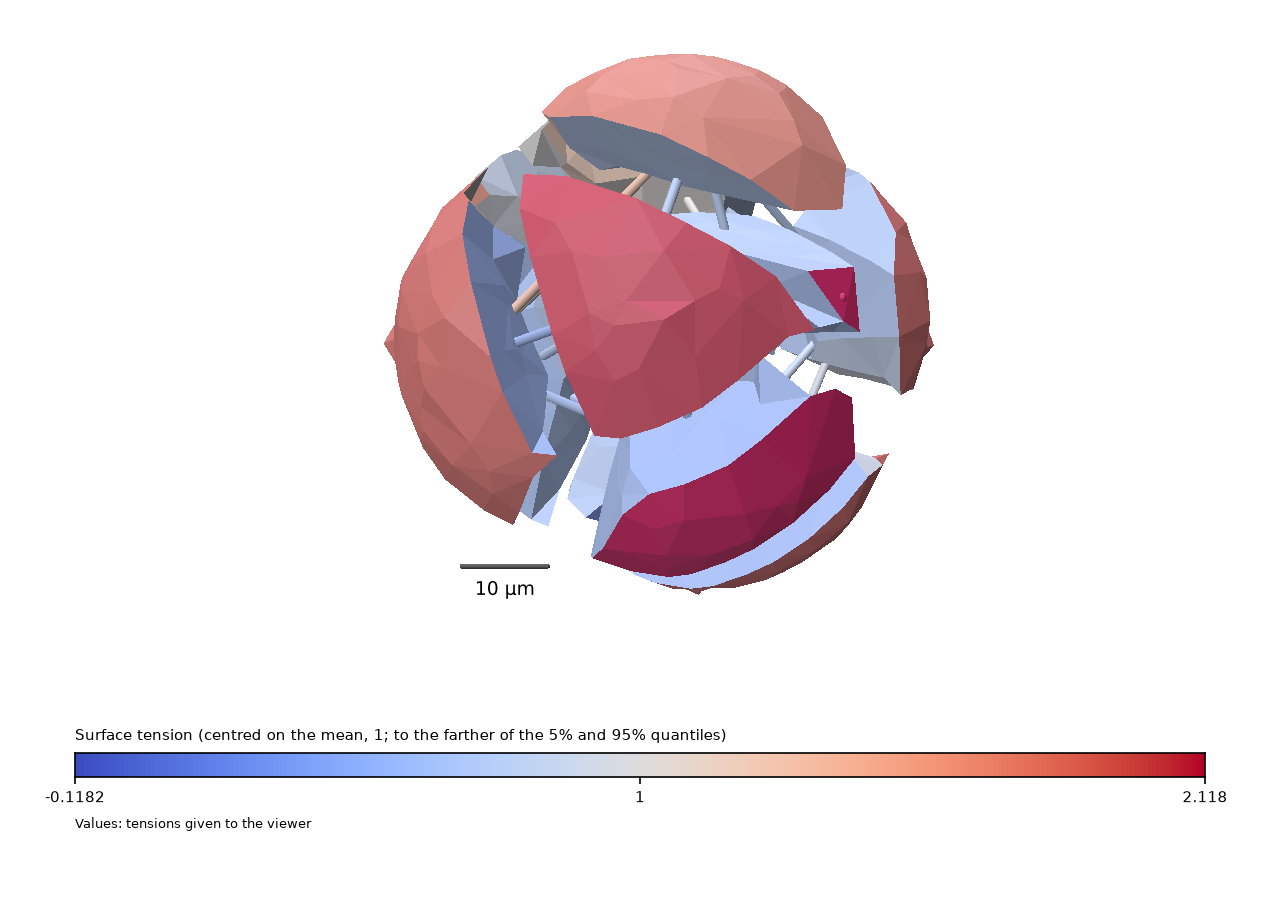 The figure plot_tension_inference(..., scattered=True, save_figure=...) writes: the generated foam's tensions, exploded, with the colour bar and the length scale bar.
