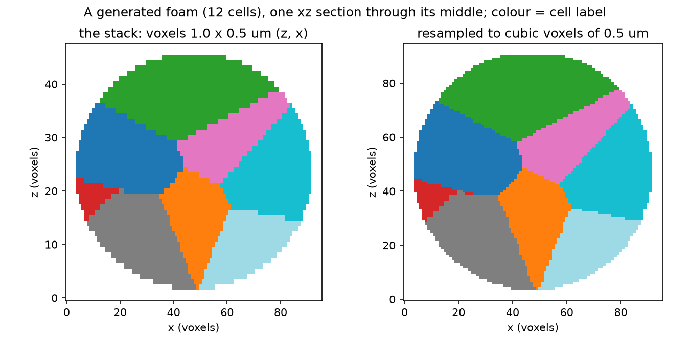 One xz section of the generated stack (voxels 1.0 x 0.5 um) and of its resampling to cubic voxels of 0.5 um; colour = cell label.